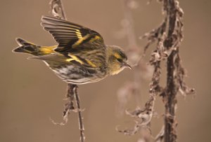 Carduelis spinus/Tarino degli ontani/Lucherino da William M. Timlin