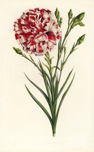 Garofano ibrido, Louis Napoleon, Dianthus caryophyllus. Litografia colorata a mano da Flowers of the Gardens and Hothouses of Europe di Louis van Houtte e Charles Lemaire, Flore des Serres et des Jardins de l