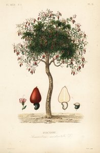 Albero di anacardio da Unbekannt