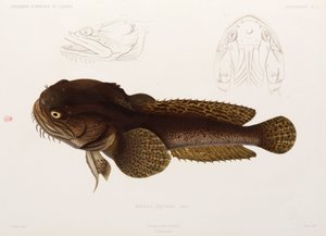 Pesce gatto, Algeria da Unbekannter Künstler