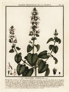 Nepeta cataria da Unbekannter Künstler