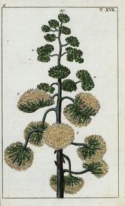 Pianta del secolo, Agave americana da Unbekannter Künstler