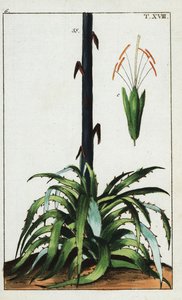 Pianta del secolo, Agave americana da Unbekannter Künstler