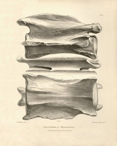 Vertebra cervicale di Macrauchenia, un animale preistorico trovato da Charles Darwin durante il suo viaggio di esplorazione a bordo del Beagle. La zoologia del viaggio dell
