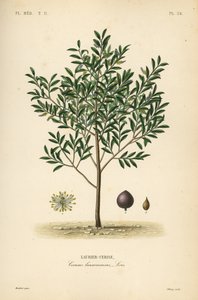 Alloro di ciliegio, Prunus laurocerasus