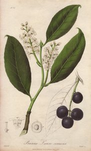 Alloro di ciliegio o mandorlo di alloro o alloro di Trebisonda (Prunus Lauro-cerasus) - Acquaforte di William Clarke per illustrare “Botanica medica, descrizione delle piante medicinali di Londra, Edimburgo e Dublino” di John Stephenson e James Morss Churc da Unbekannter Künstler
