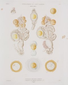 Uovo di gallina nell