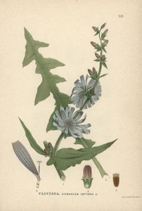 Cicoria, Cichorium intybus da Unbekannter Künstler