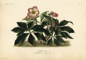 Rosa di Natale o elleboro nero, Helleborus niger da Unbekannt