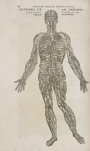 Circolazione Il sistema venoso del corpo umano maschile da Unbekannt