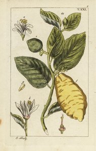 Cedro che mostra frutti, foglie e fiori, Citrus medica da Unbekannter Künstler
