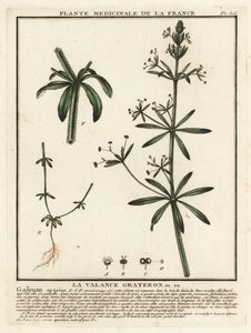 Attaccamani, Galium aparine da Unbekannter Künstler