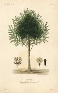 Albero di chiodi di garofano, Syzygium aromaticum da Unbekannt