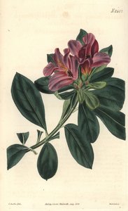 Gruppo di fiori viola di un