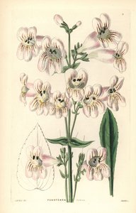 Penstemon a fiore di Cobaea, Penstemon cobaea. Incisione a mano colorata su rame di Weddell dopo J. McNab da John Lindley e Robert Sweet