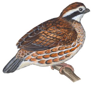 Colino della Virginia - Bobwhite (Colinus virginianus)