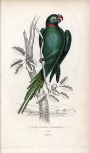 Parrocchetto dal collare, Psittacula krameri