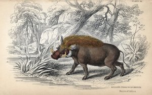 Facocero africano comune (Phaochoerus africanus). Incisione su rame di William Lizars, basata su un disegno di James Stewart, pubblicata nella Naturalist Library: mammiferi, pachidermi e quadrupedi con pelle fine, a cura di W. H. Lizars, a Edimburgo, Scozi da Unbekannter Künstler