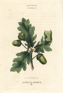 Quercia comune britannica, Quercus robur. Incisione a mano colorata su rame da un