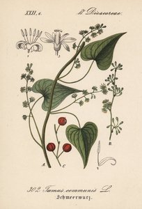 Driver comune o erba per donne maltrattate - Tamaro, Tamus communis. Litografia colorata a mano da Flora tedesca di Diederich von Schlechtendal (Flora von Deutschland), Jena da Unbekannter Künstler