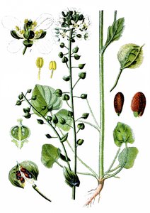 Cochlearia officinalis (erba scorbuta comune) da Unbekannter Künstler