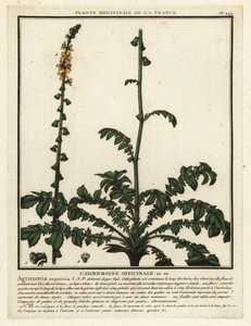 Agrimonia comune, Agrimonia eupatoria da Unbekannter Künstler