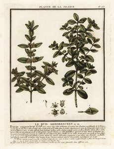 Buxus sempervirens da Unbekannter Künstler