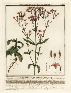 Centauro minore, Centaurium erythraea da Unbekannter Künstler