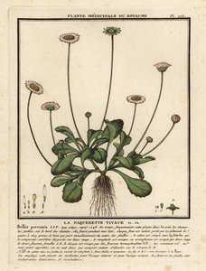 Bellis perennis da Unbekannter Künstler
