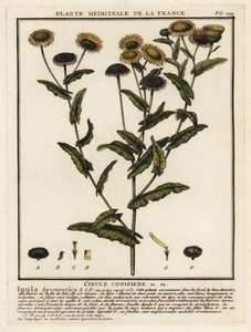 Pulicaria dysenterica