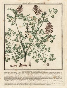 Fumaria comune, Fumaria officinalis da Unbekannter Künstler