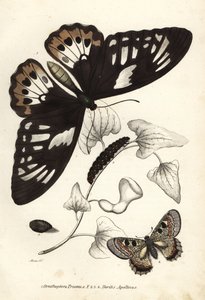 Birdwing verde comune, Ornithoptera priamus, farfalla, bruco e crisalide, e falso apollo, Archon apollinus (Doritis apollinus). Litografia colorata a mano dalla 