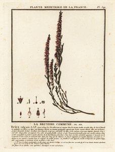 Brugo comune, Calluna vulgaris da Unbekannter Künstler