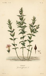 Gratiola comune o erba della grazia, Gratiola officinalis da Unbekannt