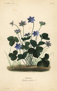 Epatica comune, Anemone hepatica