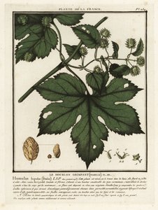 Luppolo comune, Humulus lupulus