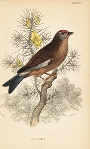 Fanello comune, Linaria cannabina, posato su un ramo. 1889 (incisione) da Unbekannter Künstler