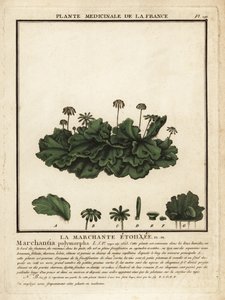 Marchantia comune, Marchantia polymorpha da Unbekannter Künstler
