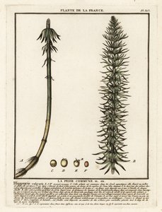 Coda di cavallo comune, Hippuris vulgaris