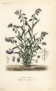 Poligala comune, Polygala vulgaris da Unbekannt