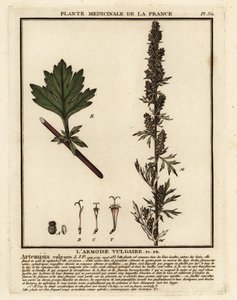 Artemisia vulgaris da Unbekannter Künstler