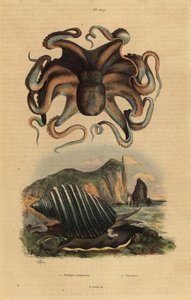Polpo comune, Octopus vulgaris 1, e lumaca di mare, Dicathais orbita 2