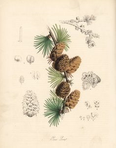 Larice bianco, Larix decidua. Litografia colorata a mano di C. Chabot disegnata da Miss M. A. Burnett da "Plantae Utiliores: o Illustrazioni di Piante Utili", Whittaker, Londra da Unbekannter Künstler
