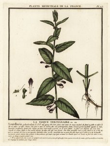 Scutellaria comune, Scuttelaria galericulata da Unbekannter Künstler