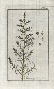 Salsola soda. Litografia da 