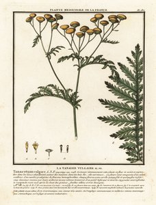 Tanaceto comune, Tanacetum vulgare da Unbekannter Künstler