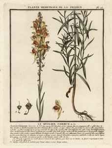 Linaria comune, Linaria vulgaris da Unbekannter Künstler