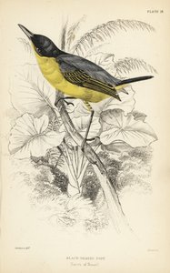 Todi-flycatcher comune, Todirostrum cinereum (Todus melanocephalus) da Unbekannter Künstler