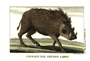 Facocero comune, Phacochoerus africanus. Da Francois Le Vaillant (Levaillant da Unbekannter Künstler