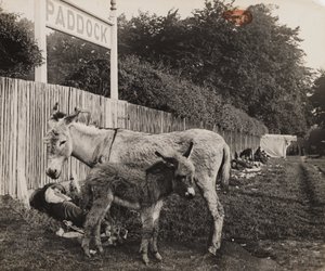 Composito di due asini, c 1909 da Unbekannt